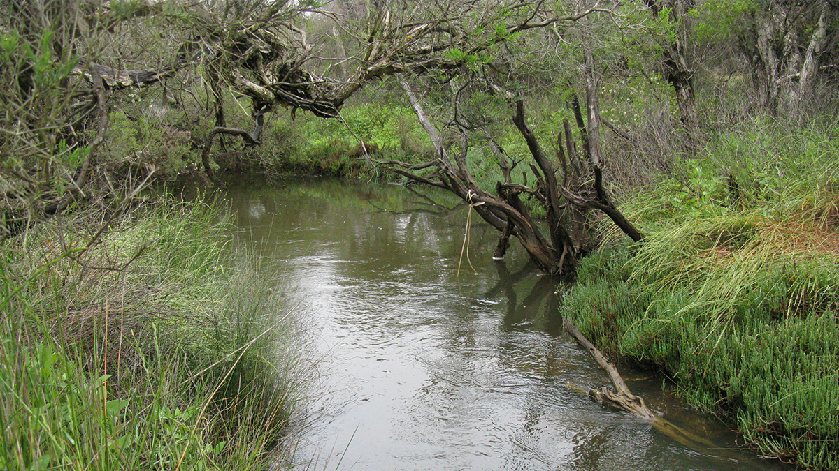 Kalgan River