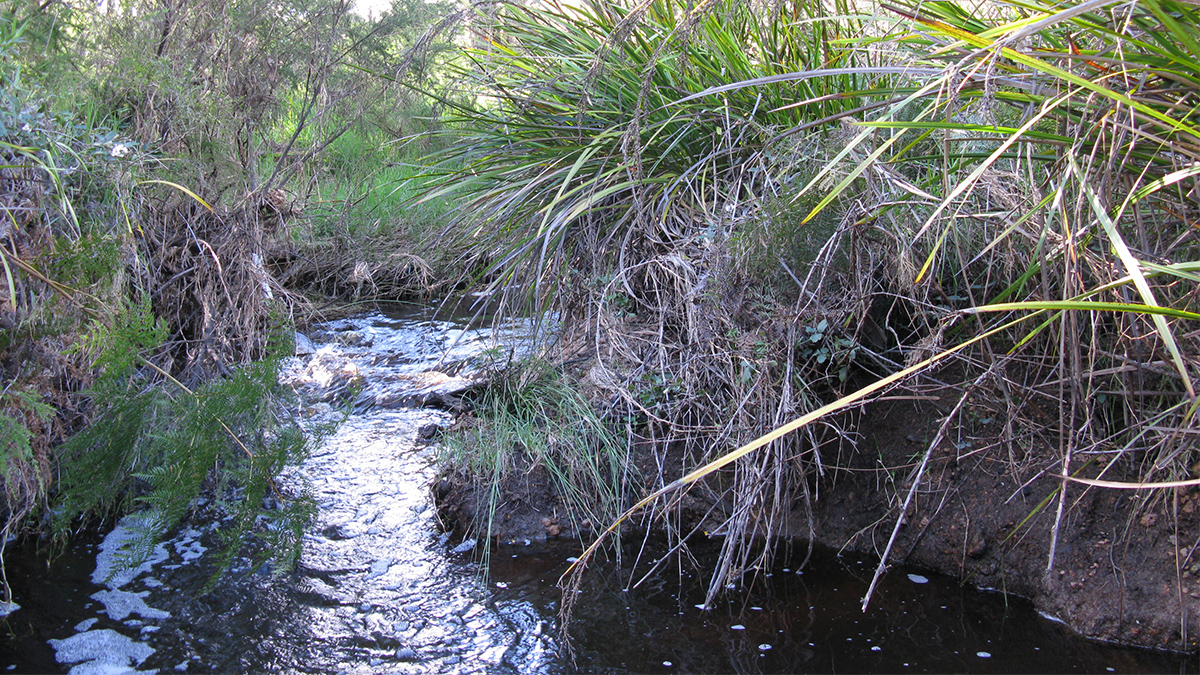 Napier Creek