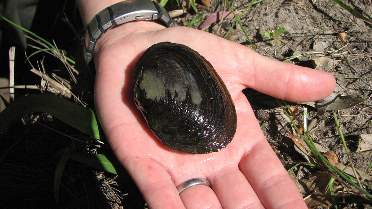 Carter’s freshwater mussel