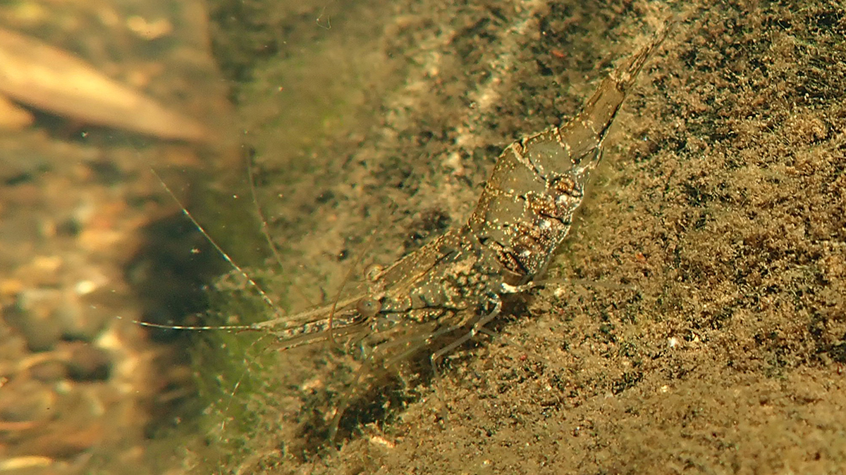South-west glass shrimp