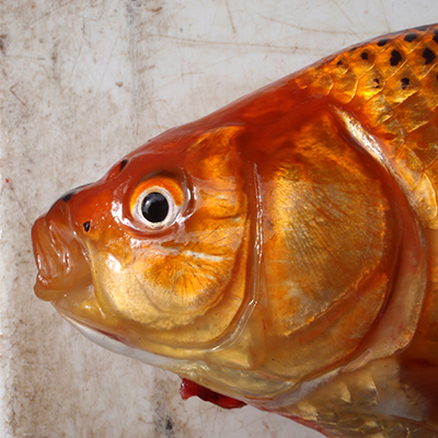 Goldfish - Carassius auratus