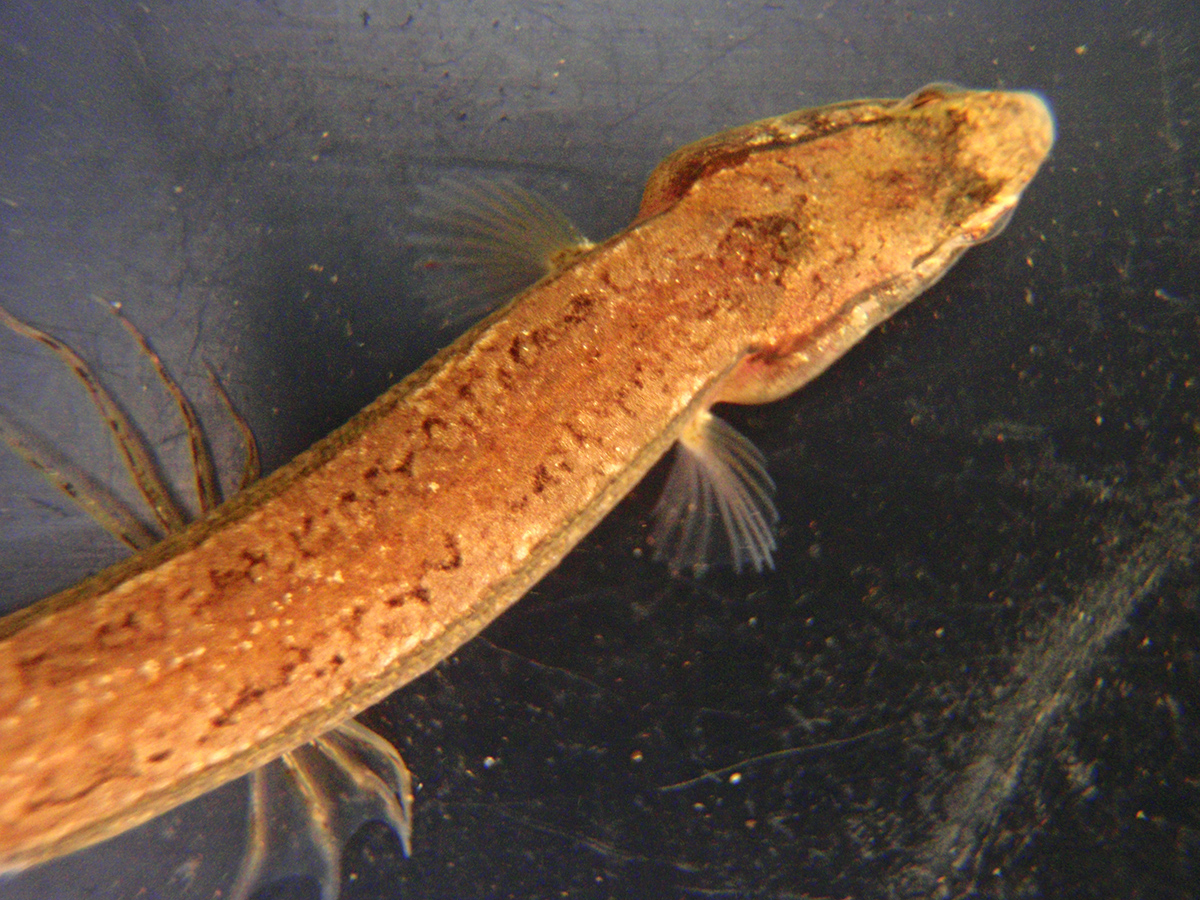 Salamanderfish - Lepidogalaxias salamandroides