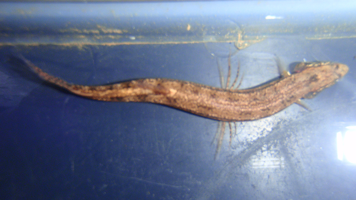 Salamanderfish