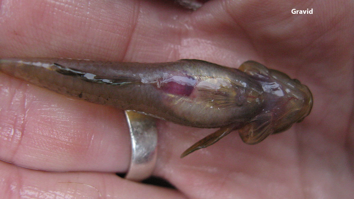 South-western goby