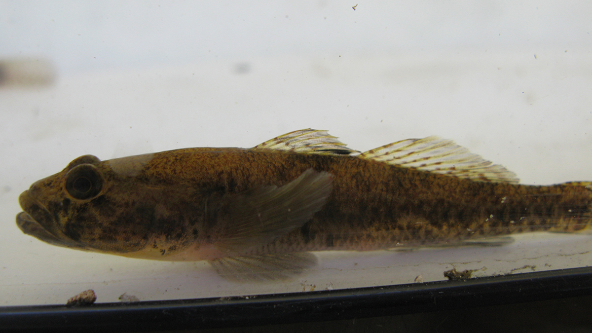 South-western goby