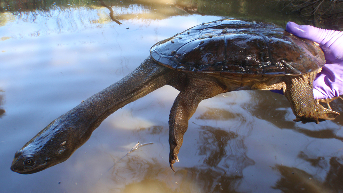 Western long-necked turtle
