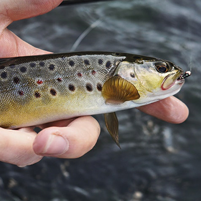 brown trout Salmo trutta