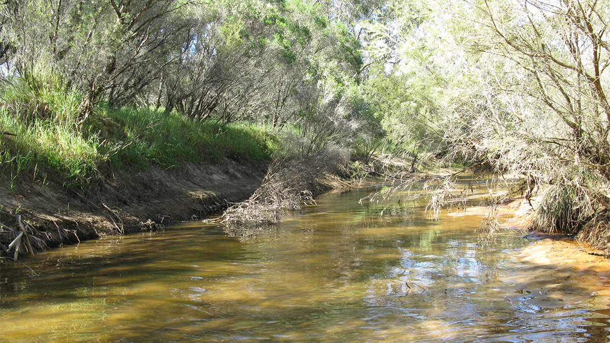 Moore River North Branch