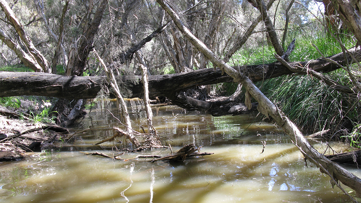 Mullering Brook
