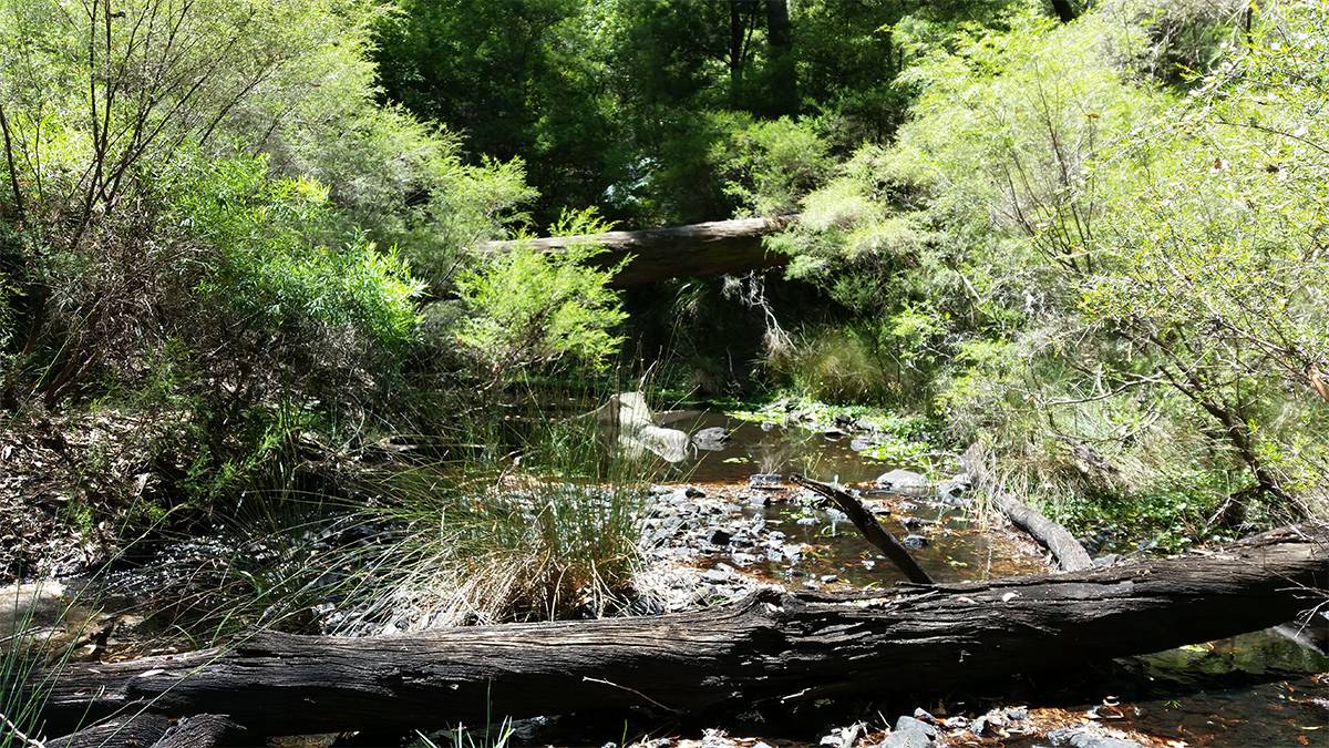 Donnelly River