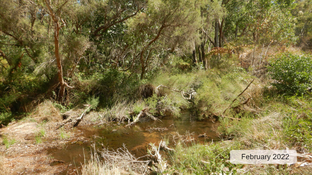 An image showing a section of the channel and surrounding riparian vegetation