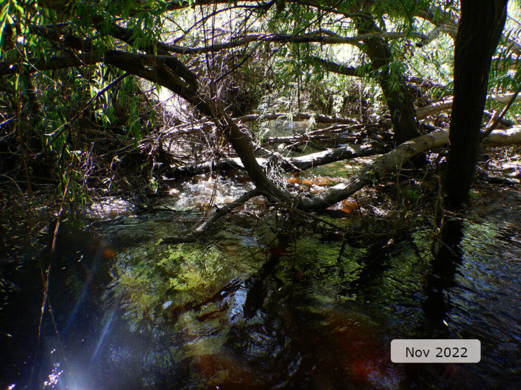 An image showing the tannin-stained water flowing turbulently through woody debris in the channel. 