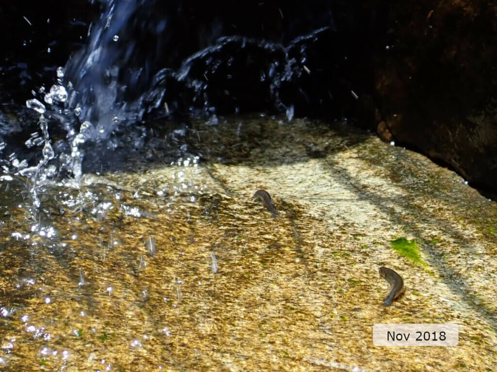 An image showing two western minnows swimming up a wet rock at the Susannah brook site in 2017